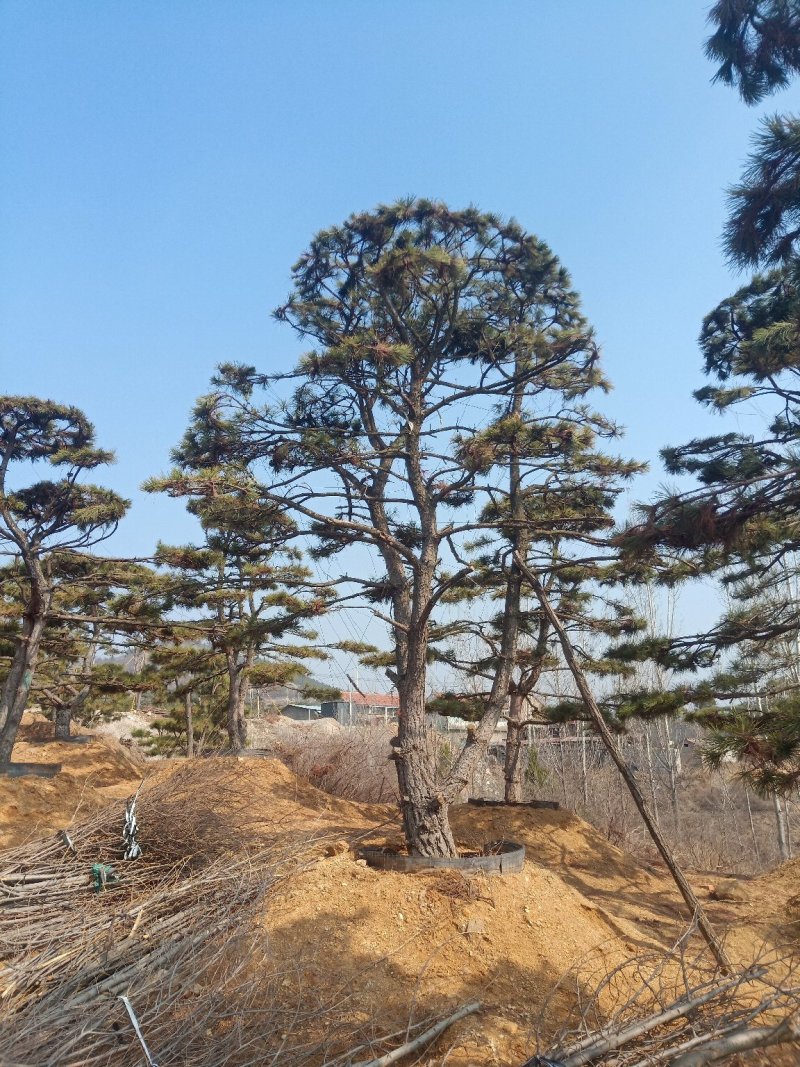 造型油松