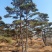 造型油松