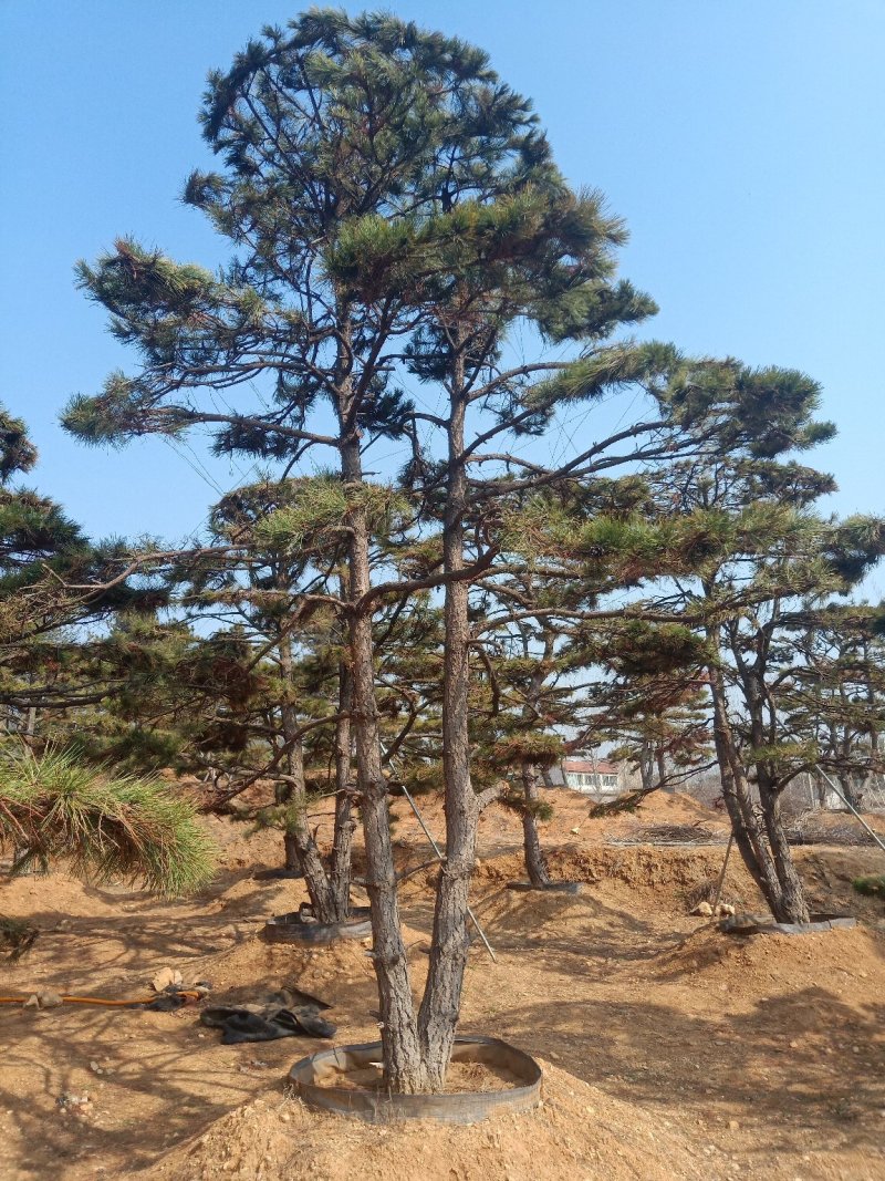 造型油松