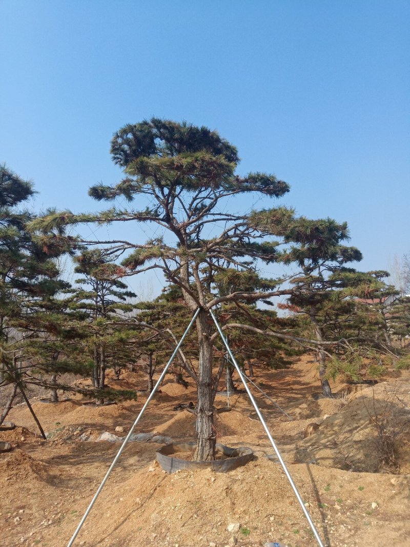 造型油松