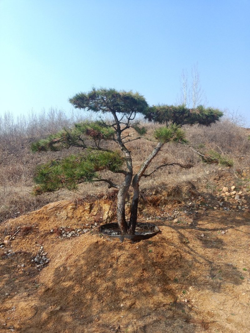 造型油松