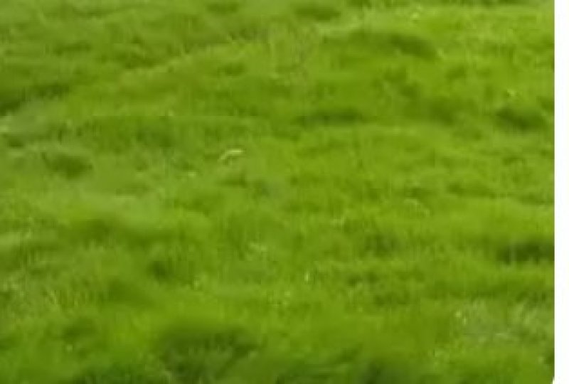 护坡狗牙根草籽草坪种子耐践踏净子狗牙根种子耐旱耐热