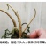 鲜野生荠菜带根新鲜非冷冻3斤装当季蔬菜不洗干过冬农村野菜
