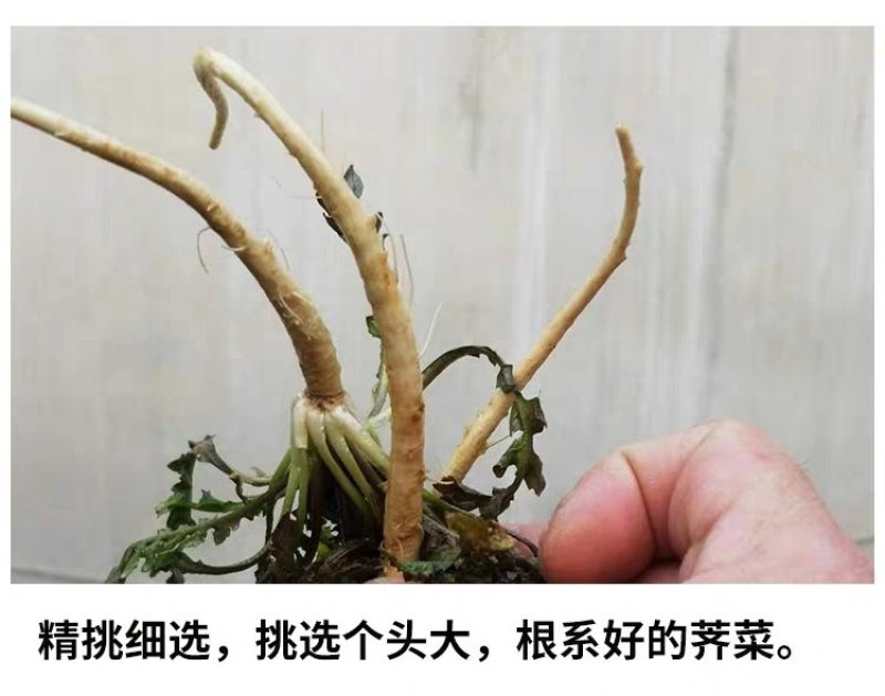 鲜野生荠菜带根新鲜非冷冻3斤装当季蔬菜不洗干过冬农村野菜