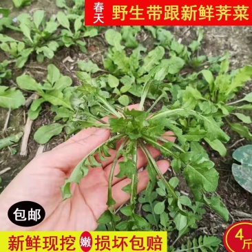 鲜野生荠菜带根新鲜非冷冻3斤装当季蔬菜不洗干过冬农村野菜