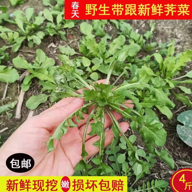 鲜野生荠菜带根新鲜非冷冻3斤装当季蔬菜不洗干过冬农村野菜