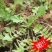 鲜野生荠菜带根新鲜非冷冻3斤装当季蔬菜不洗干过冬农村野菜