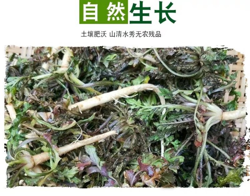 鲜野生荠菜带根新鲜非冷冻3斤装当季蔬菜不洗干过冬农村野菜