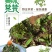 鲜野生荠菜带根新鲜非冷冻3斤装当季蔬菜不洗干过冬农村野菜