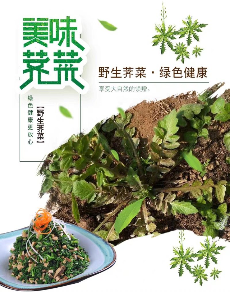 鲜野生荠菜带根新鲜非冷冻3斤装当季蔬菜不洗干过冬农村野菜
