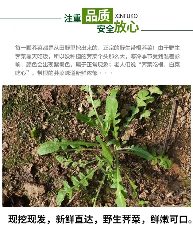 鲜野生荠菜带根新鲜非冷冻3斤装当季蔬菜不洗干过冬农村野菜