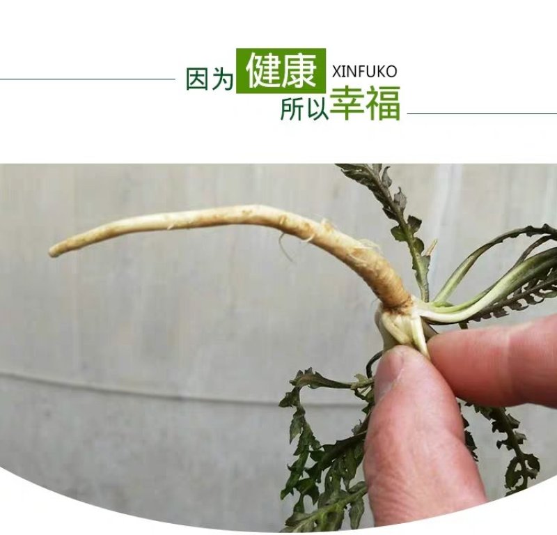 鲜野生荠菜带根新鲜非冷冻3斤装当季蔬菜不洗干过冬农村野菜
