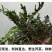 鲜野生荠菜带根新鲜非冷冻3斤装当季蔬菜不洗干过冬农村野菜