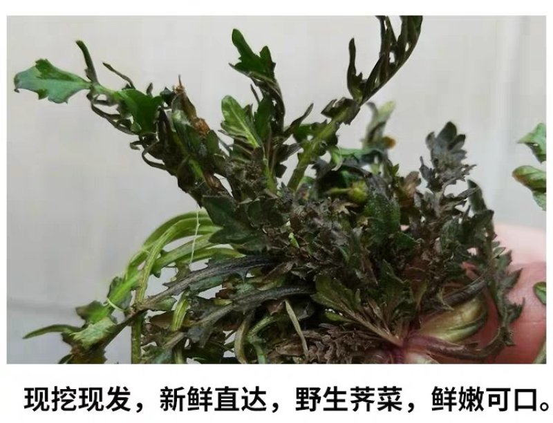 鲜野生荠菜带根新鲜非冷冻3斤装当季蔬菜不洗干过冬农村野菜
