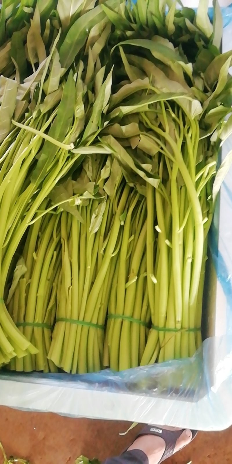 广东徐闻空心菜代收点