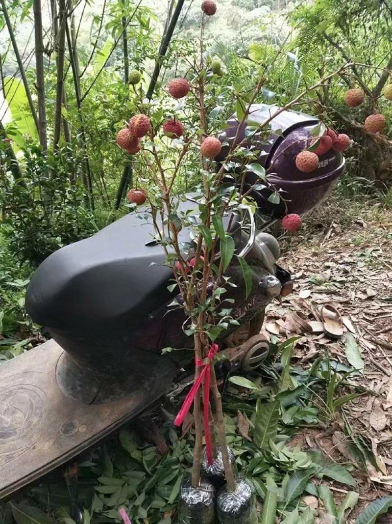 无核荔枝苗广西灵山正宗嫁接苗妃子笑苗