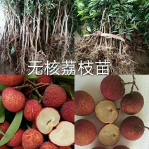 无核荔枝苗广西灵山正宗嫁接苗妃子笑苗