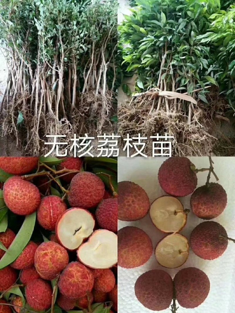 无核荔枝苗广西灵山正宗嫁接苗妃子笑苗