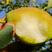 梨树苗，地栽特大早酥红梨，香梨，黄金翠冠梨，南北方种植