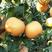 梨树苗，地栽特大早酥红梨，香梨，黄金翠冠梨，南北方种植