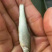 【青鱼苗】青鱼苗螺丝青大小规格齐全货量充足