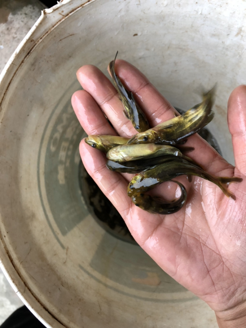 【青鱼苗】青鱼苗螺丝青大小规格齐全货量充足
