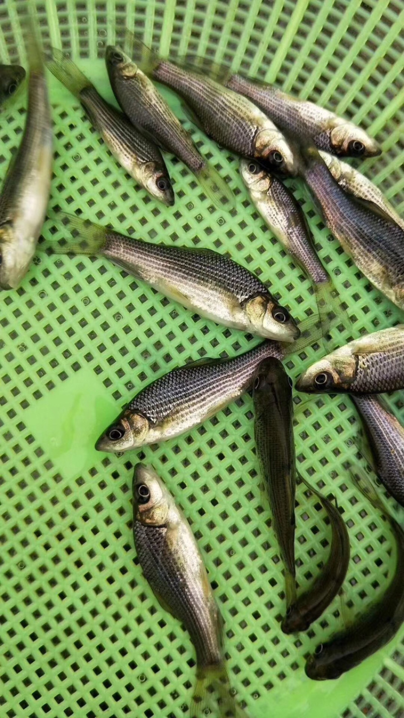 【青鱼苗】青鱼苗螺丝青大小规格齐全货量充足