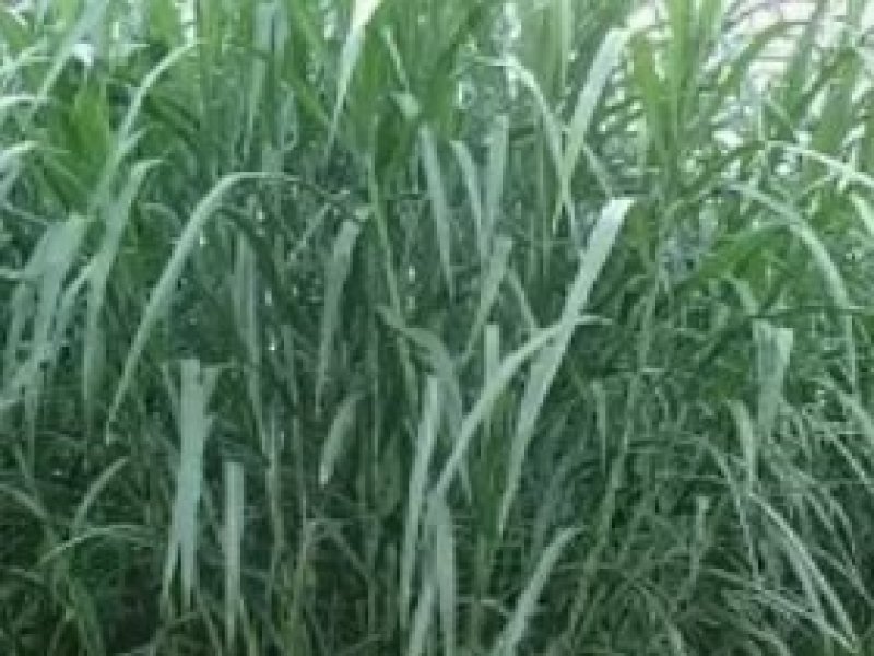 皇竹草种子皇竹草营养成份含量高