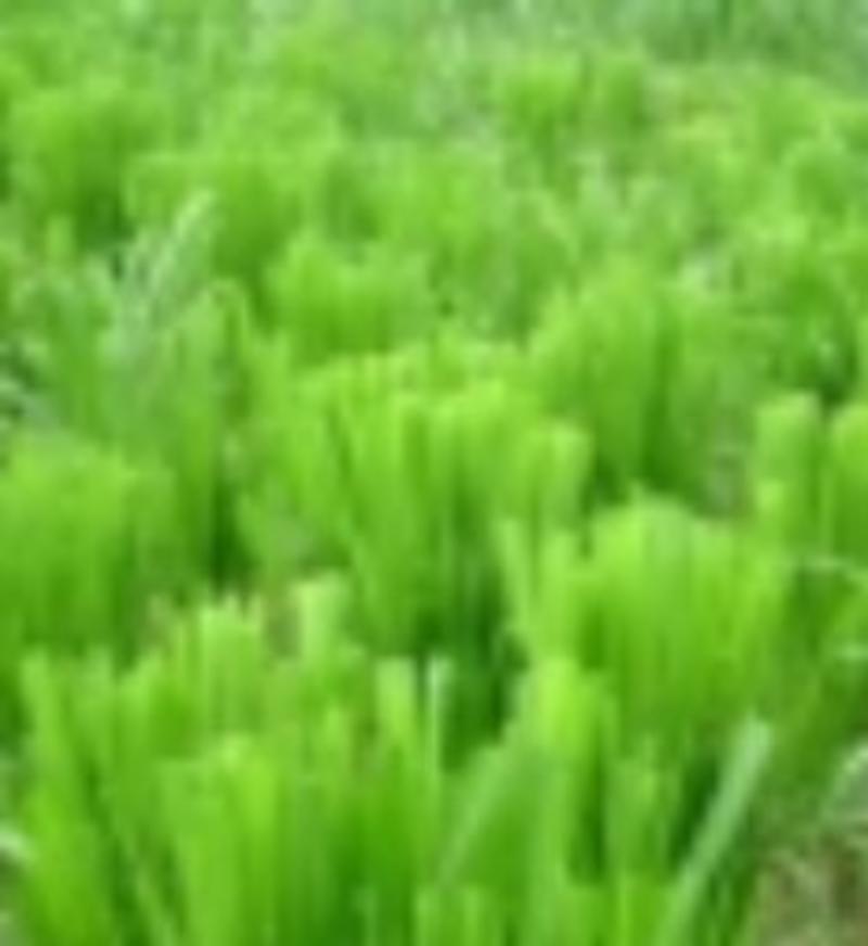 皇竹草种子皇竹草营养成份含量高