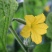 小嫩黄瓜仔黄瓜妞沂南现摘腌制咸菜料新鲜现季水果蔬菜青瓜