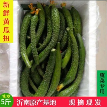 小嫩黄瓜仔黄瓜妞沂南现摘腌制咸菜料新鲜现季水果蔬菜青瓜