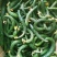 小嫩黄瓜仔黄瓜妞沂南现摘腌制咸菜料新鲜现季水果蔬菜青瓜