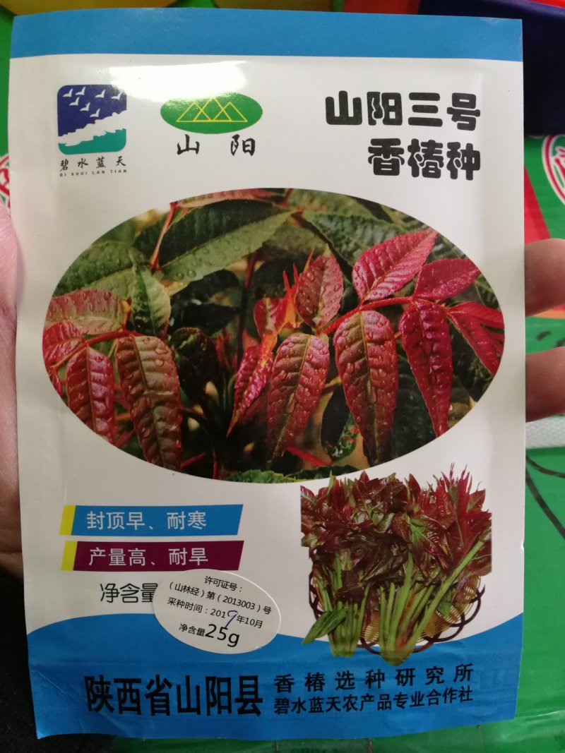 【精品】红油香椿种子香味足口感好叶片鲜艳大红