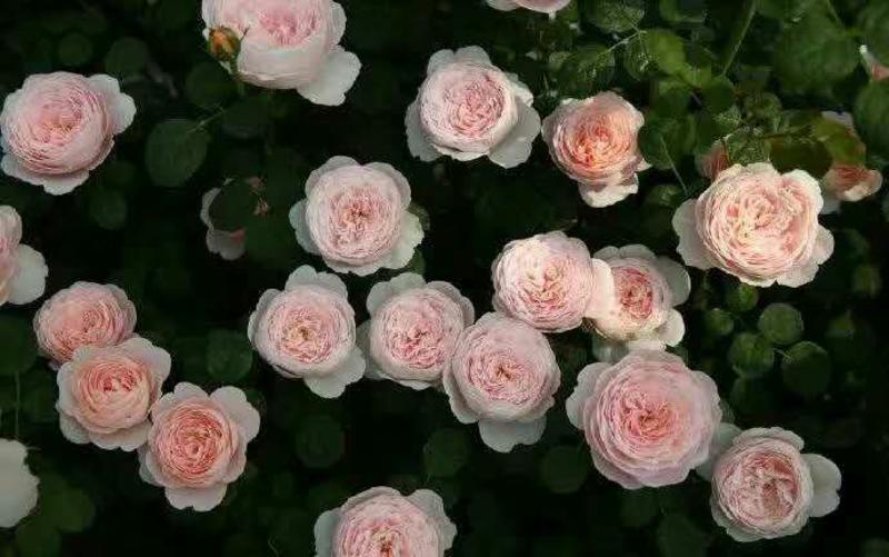 蔷薇花可以攀爬的植物颜色多
