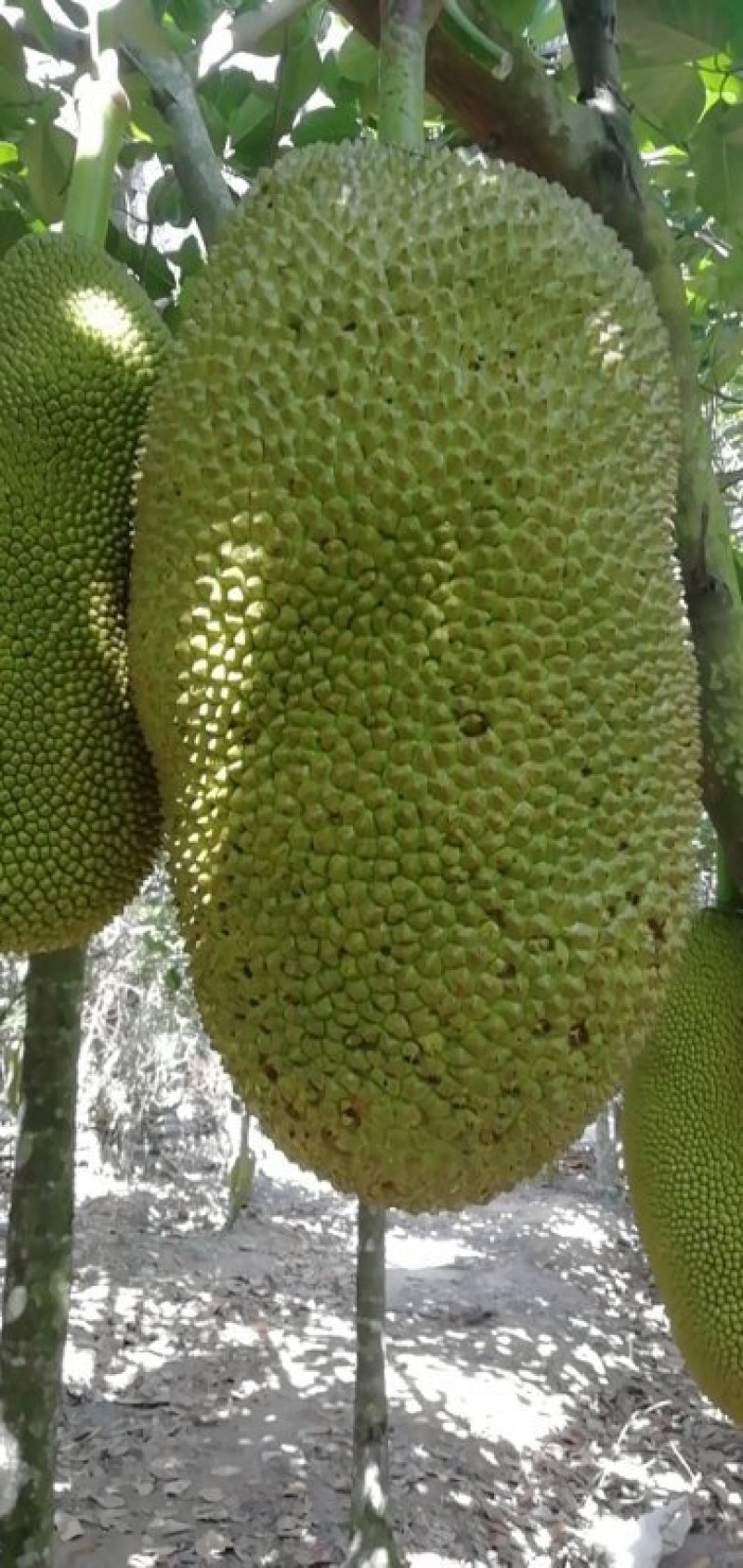 菠萝蜜