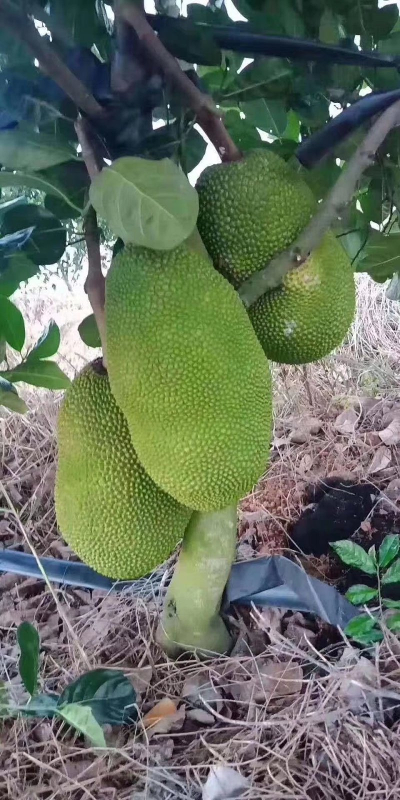 菠萝蜜