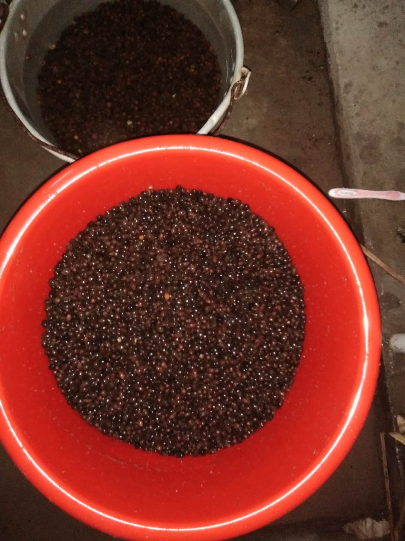 肉桂种子广西正宗肉桂香桂药桂皮香料