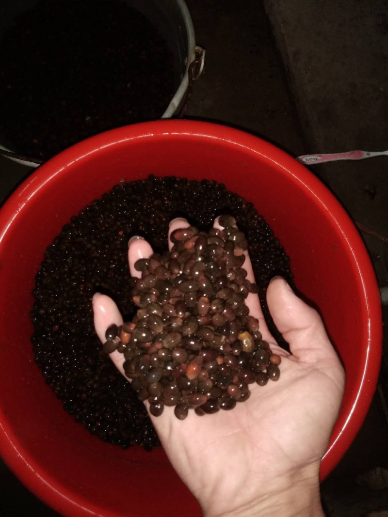 肉桂种子广西正宗肉桂香桂药桂皮香料