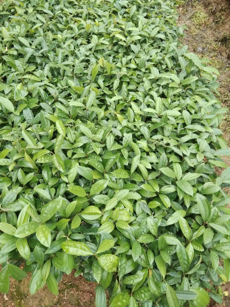 肉桂种子广西正宗肉桂香桂药桂皮香料
