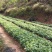 肉桂种子广西正宗肉桂香桂药桂皮香料