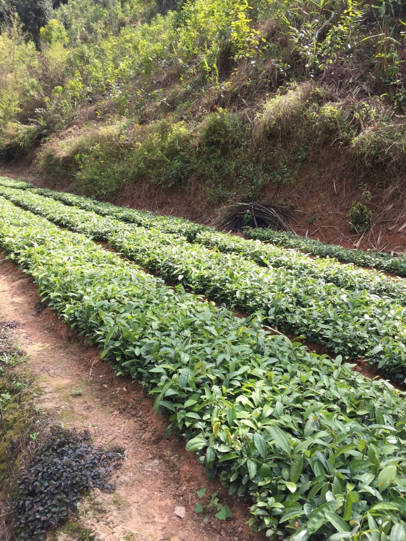 肉桂种子广西正宗肉桂香桂药桂皮香料