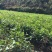 肉桂种子广西正宗肉桂香桂药桂皮香料