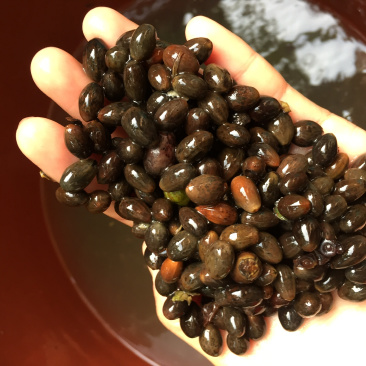 肉桂种子广西正宗肉桂香桂药桂皮香料