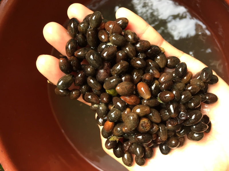 肉桂种子广西正宗肉桂香桂药桂皮香料