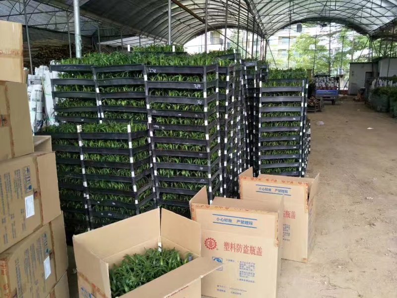 天堂鸟种苗鹤望兰小苗室内北美网红植物客厅摆放花卉