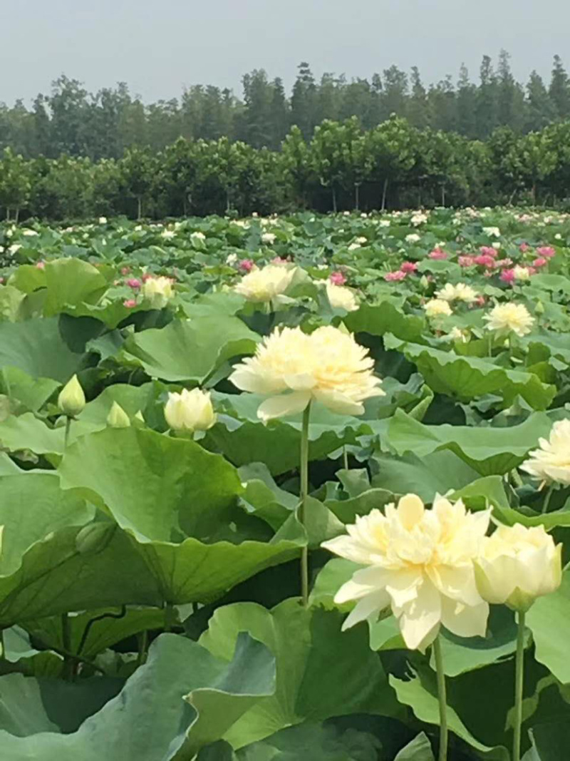 鳄莲四号高产食用藕苗基地直销带芽发货
