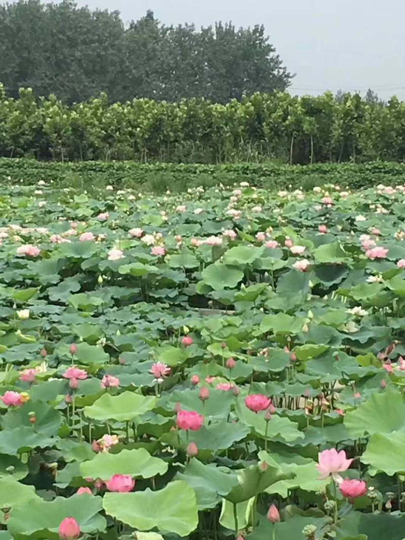 鳄莲四号高产食用藕苗基地直销带芽发货