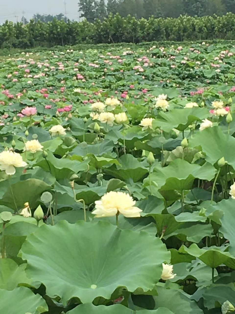 鳄莲四号高产食用藕苗基地直销带芽发货