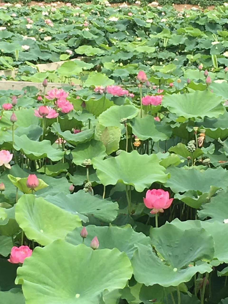 鳄莲四号高产食用藕苗基地直销带芽发货