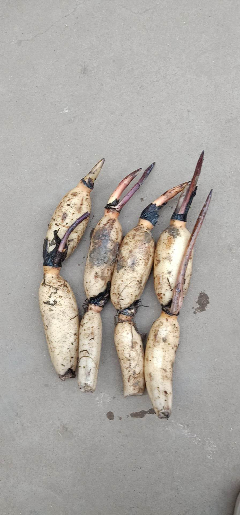 鳄莲四号高产食用藕苗基地直销带芽发货